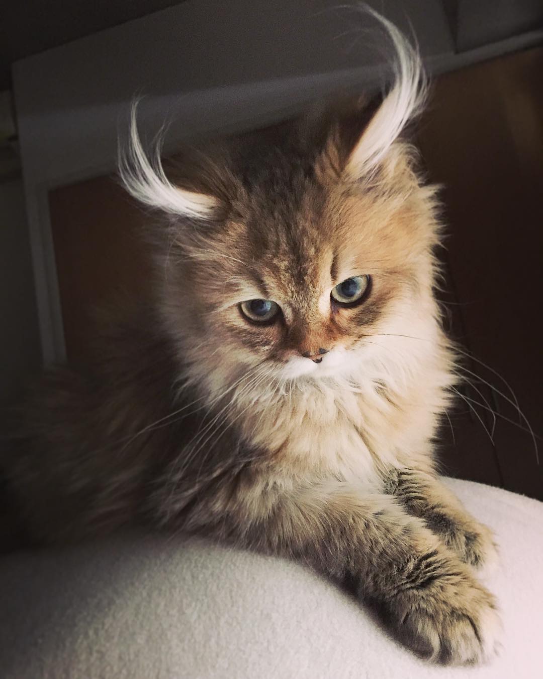 1080x1349, 108 Kb / котэ, рога