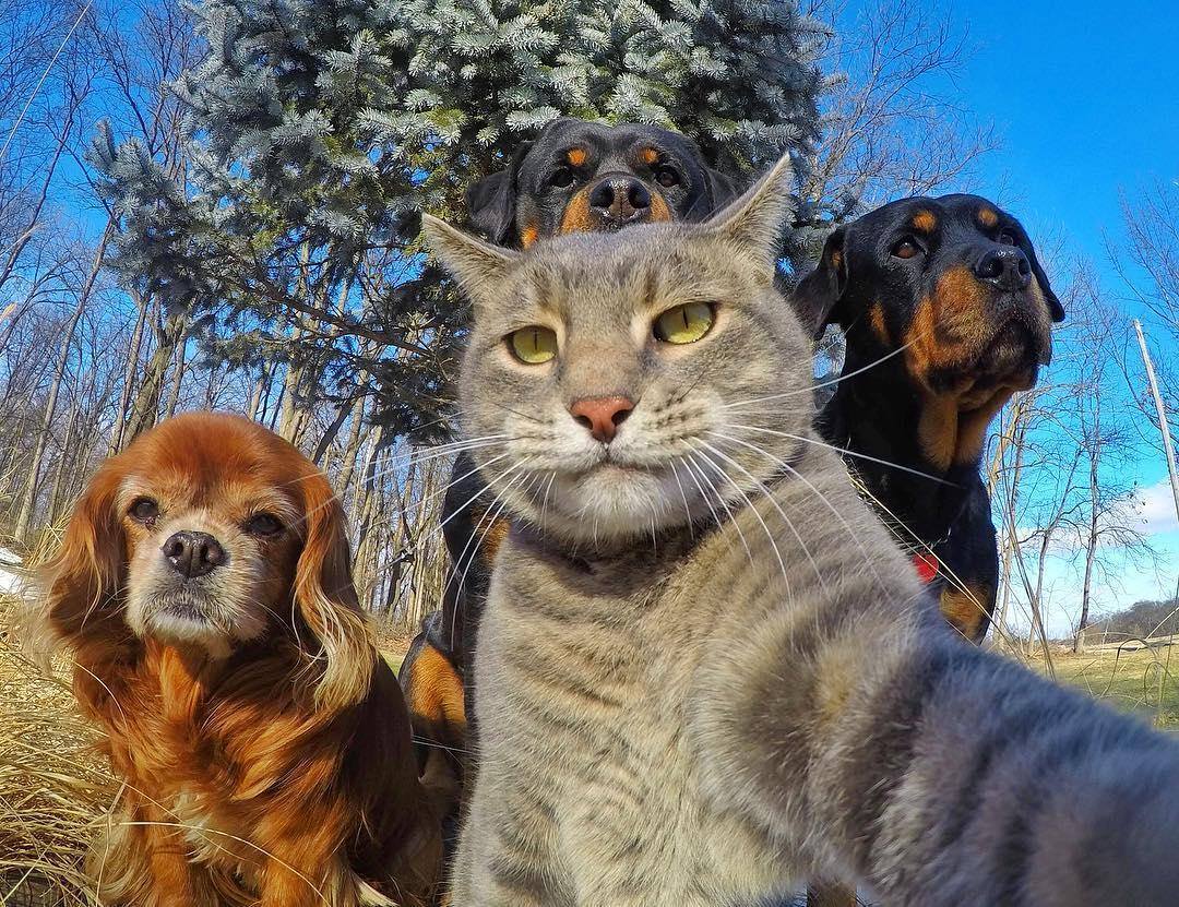 1080x831, 247 Kb / кот, селфи, собаки