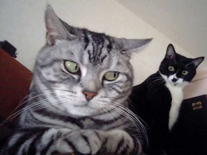 670x503, 50 Kb / кот, коты