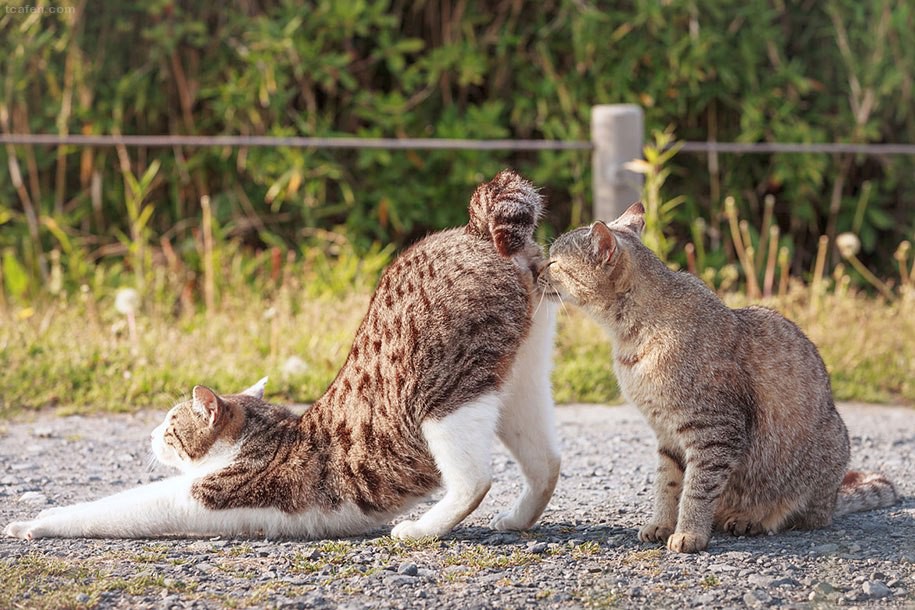 915x610, 167 Kb / кот, кошка, весна