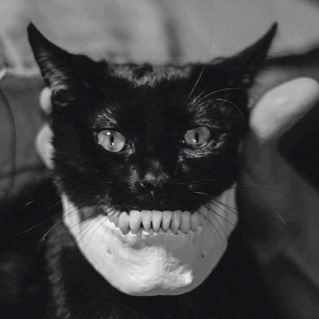 640x640, 32 Kb / кот, челюсть, ч/б