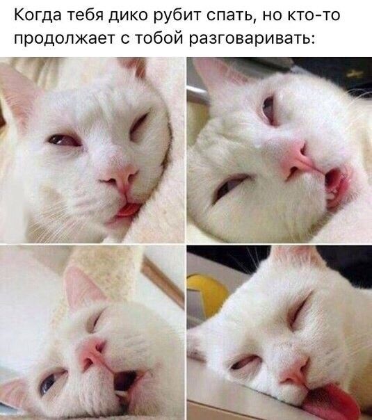 535x604, 54 Kb / белый, кот, хочет, спать, спит