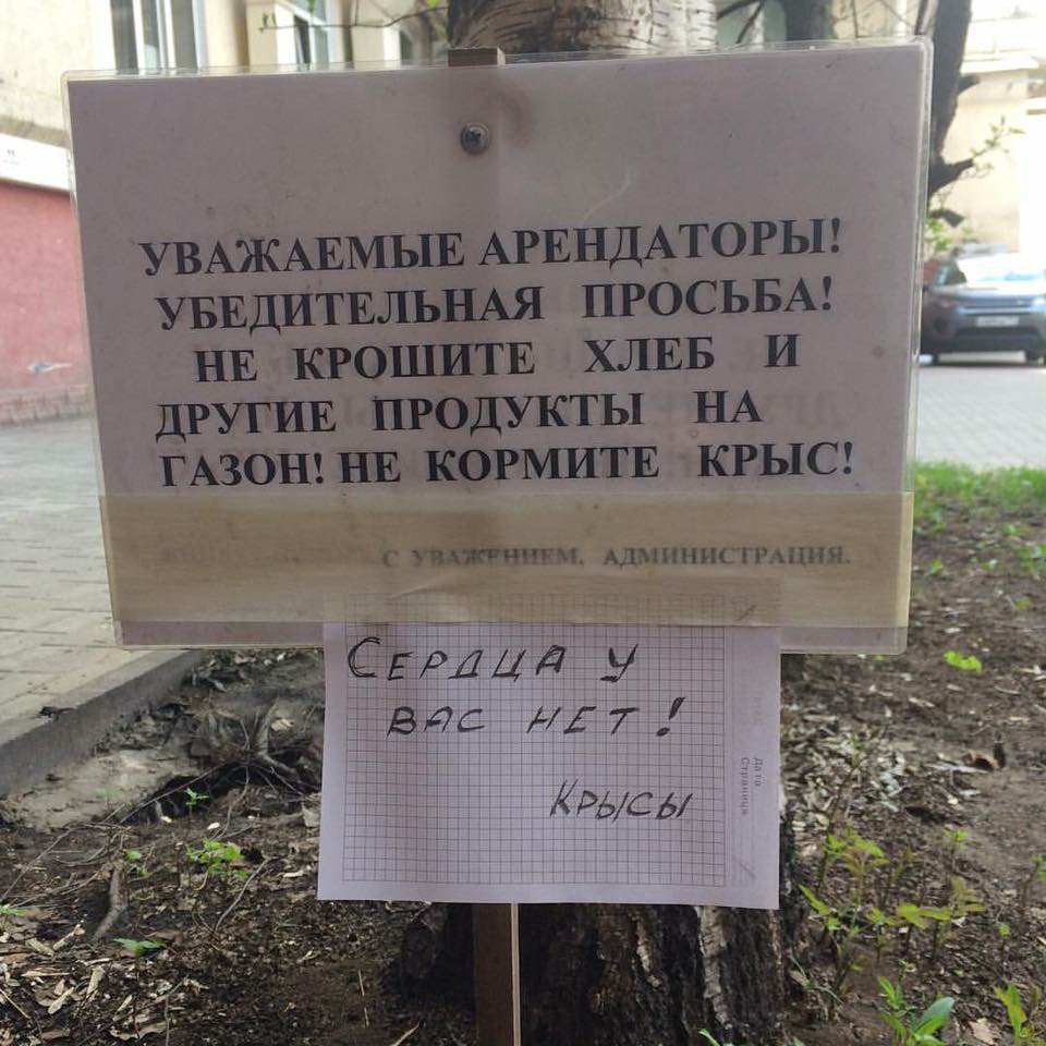 960x960, 130 Kb / крысы, сердце, газон