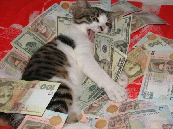 600x450, 100 Kb / деньги, кошка, баксы, евро