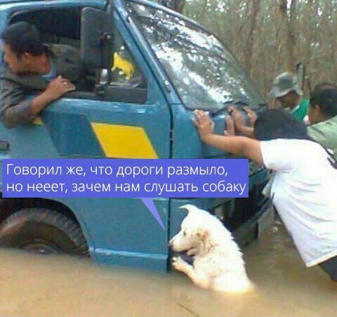 480x451, 41 Kb / наводнение, собака, дороги, размыло