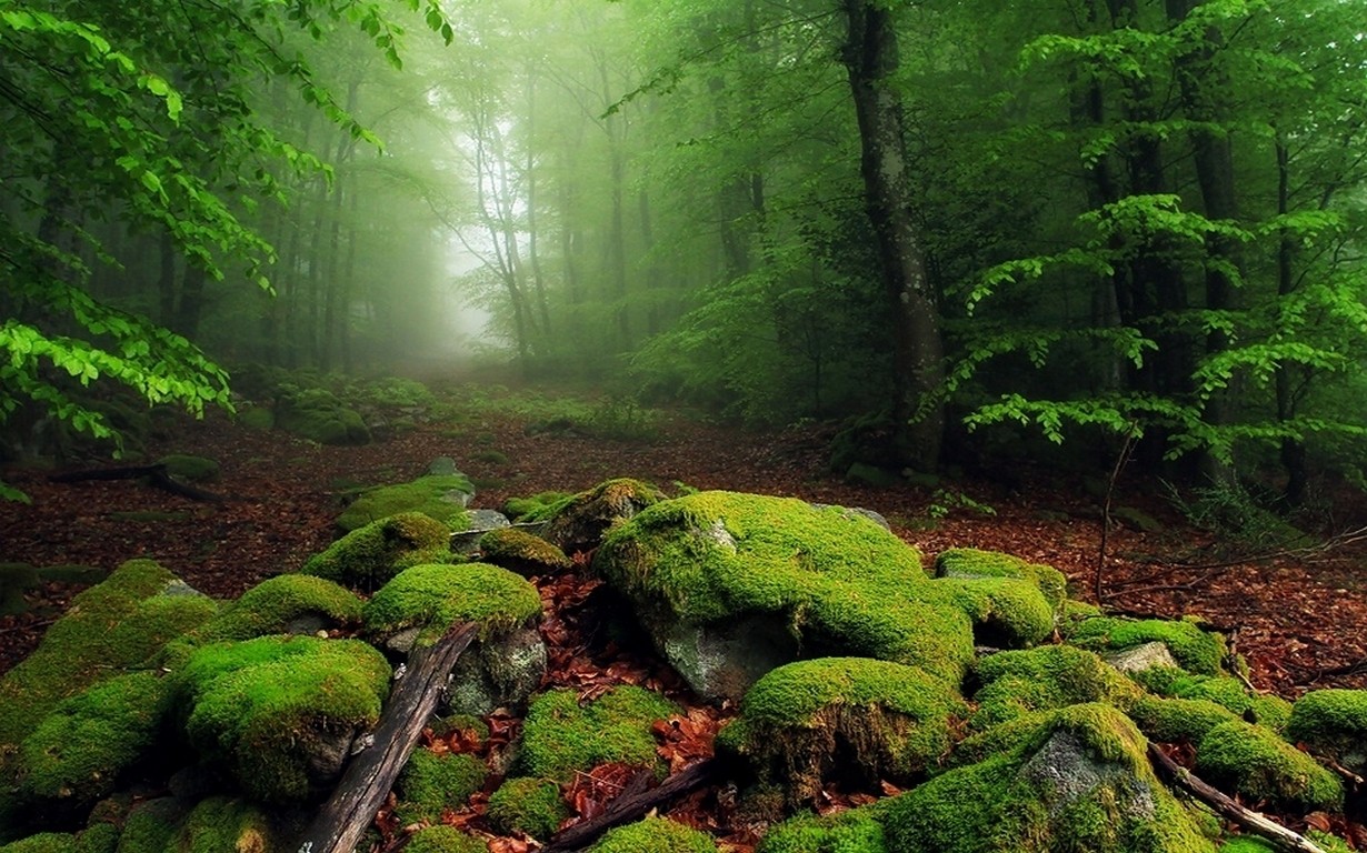 1230x768, 324 Kb / лес, мох, камни, деревья, туман