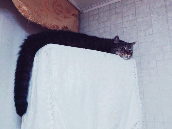 604x453, 42 Kb / котозмей, кот, лежит