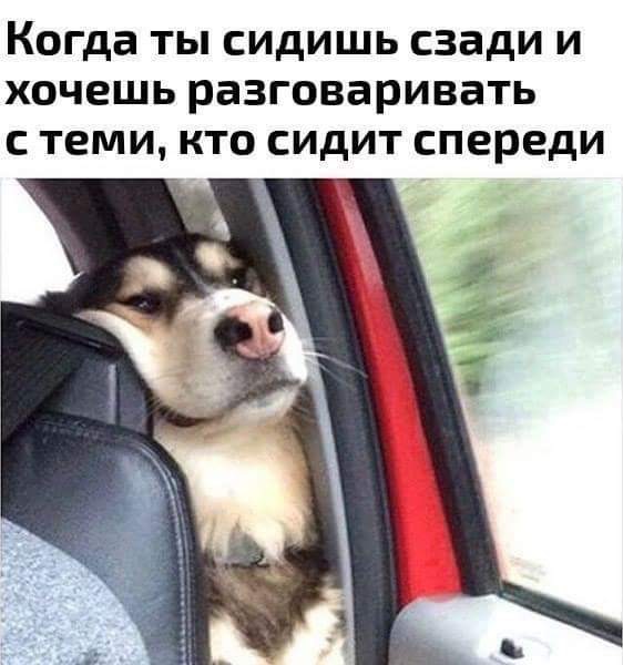562x600, 71 Kb / Собака, авто, спинка