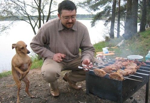 496x342, 41 Kb / шашлыки, собака, пикник