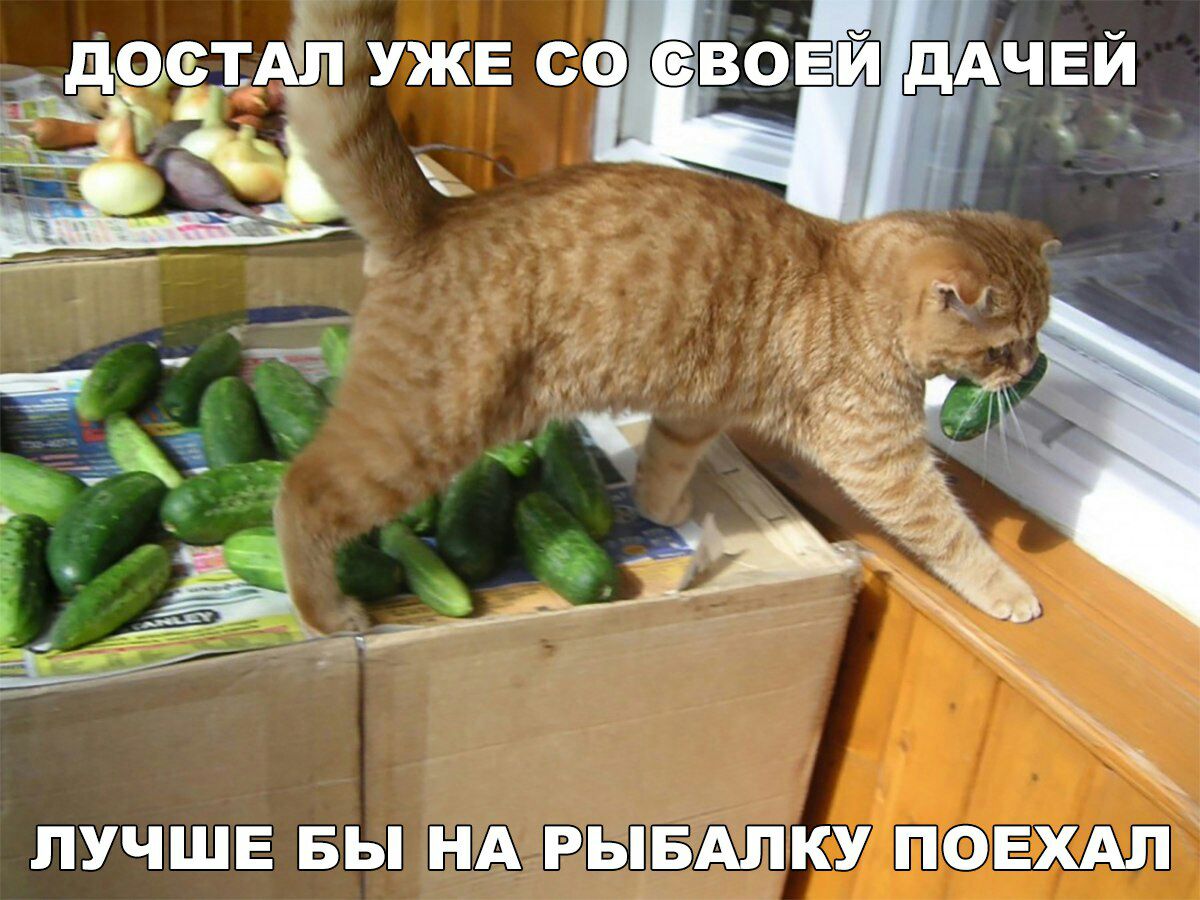 1200x900, 164 Kb / кот, огурцы, рыбалка