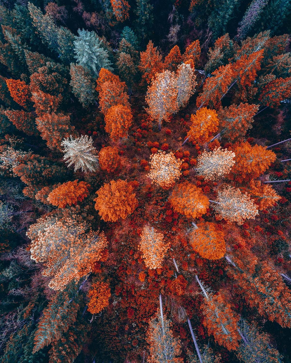 1200x1500, 635 Kb / лес, сверху, осень