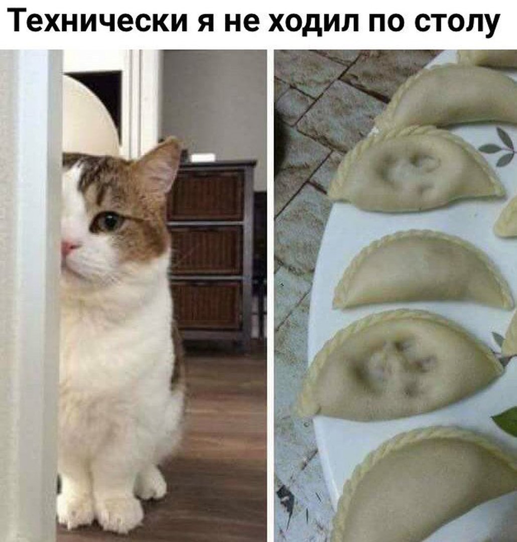 1030x1080, 128 Kb / Стол, кот, следы, вареники
