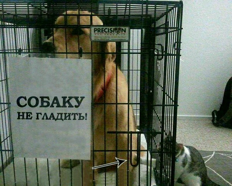800x639, 142 Kb / кот, собака, предупреждение