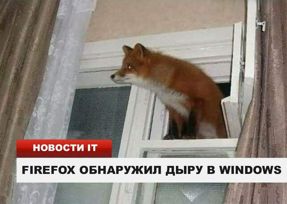1000x712, 60 Kb / Лиса, окно, занавеска, новости