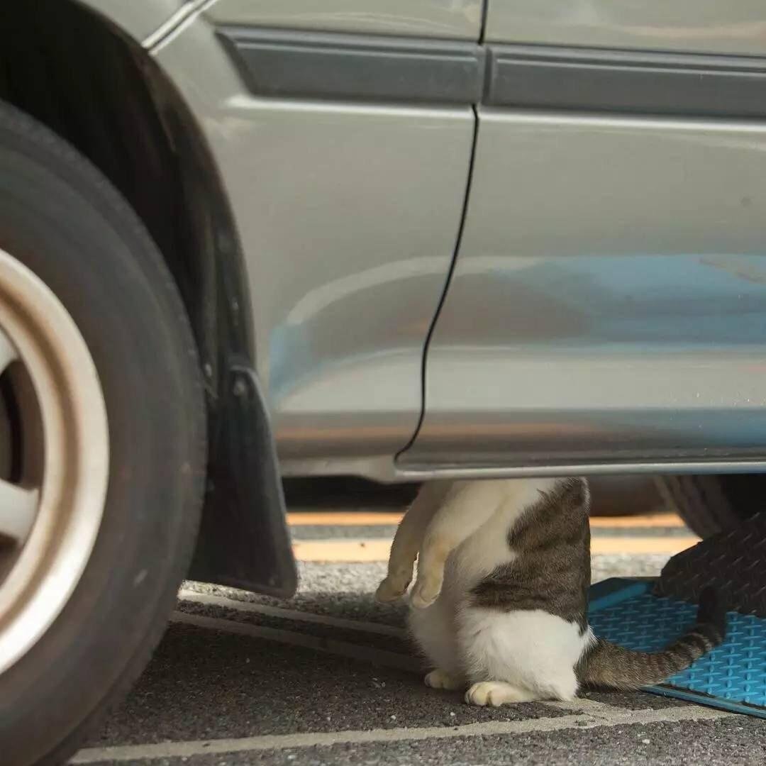 1080x1080, 89 Kb / авто, кот