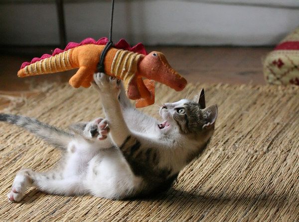 600x447, 60 Kb / котёнок, игрушка, крокодил