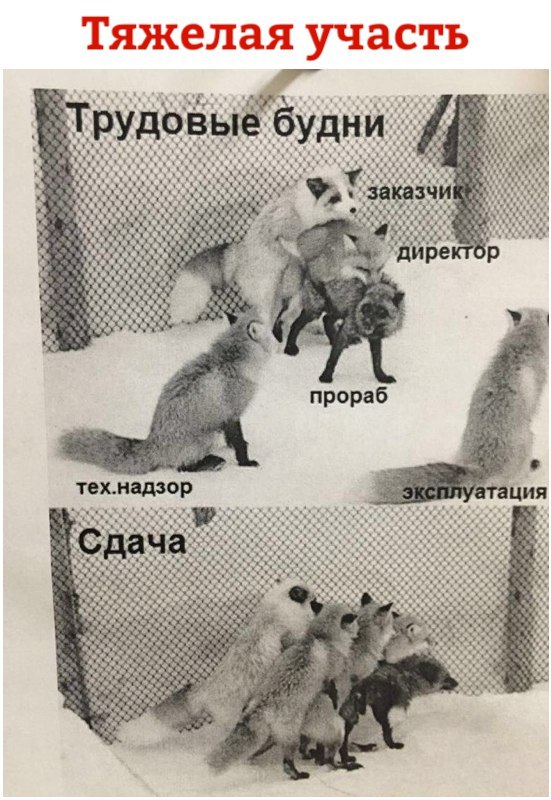 551x800, 113 Kb / лисы, секс, прораб, директор, технадзор, сдача