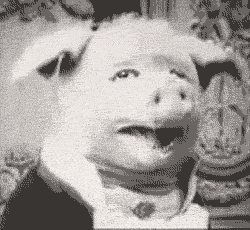 250x230, 544 Kb / свинья, гиф