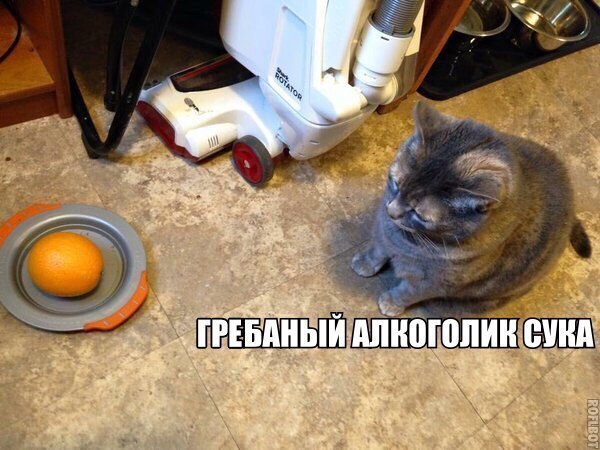600x450, 69 Kb / кот, апельсин, алкоголик