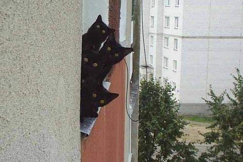 500x334, 35 Kb / котята, из-за угла