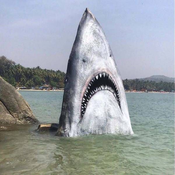 600x600, 51 Kb / камень, акула, море, берег, песок