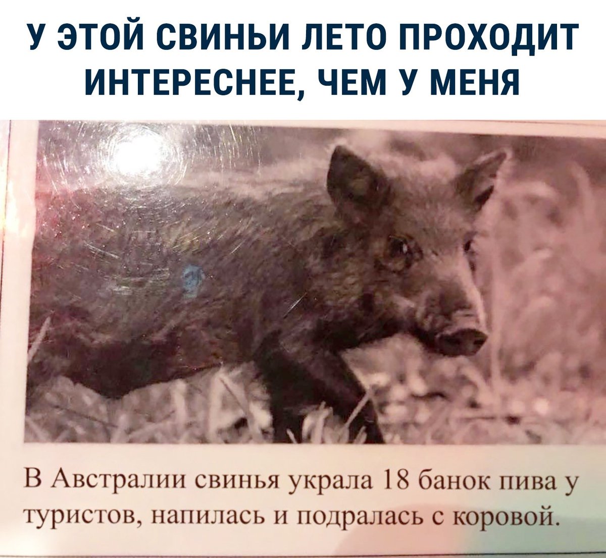 1200x1106, 171 Kb / свинья, пиво, драка, корова, лето