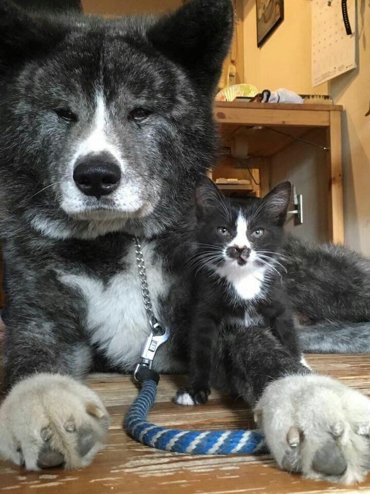 735x981, 118 Kb / собака, котенок, поводок