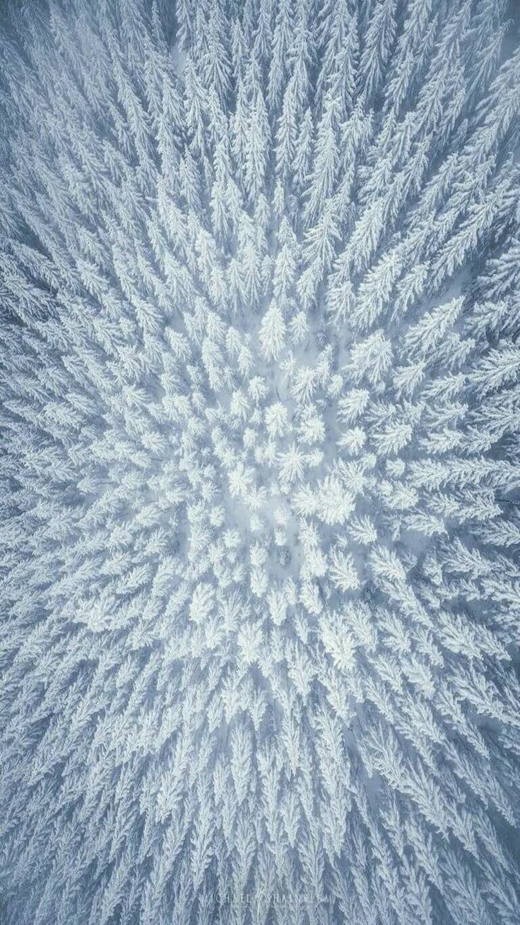 736x1310, 243 Kb / зима, снег, деревья, сверху, лес