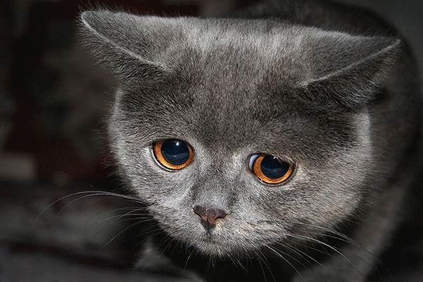 600x400, 55 Kb / кот
