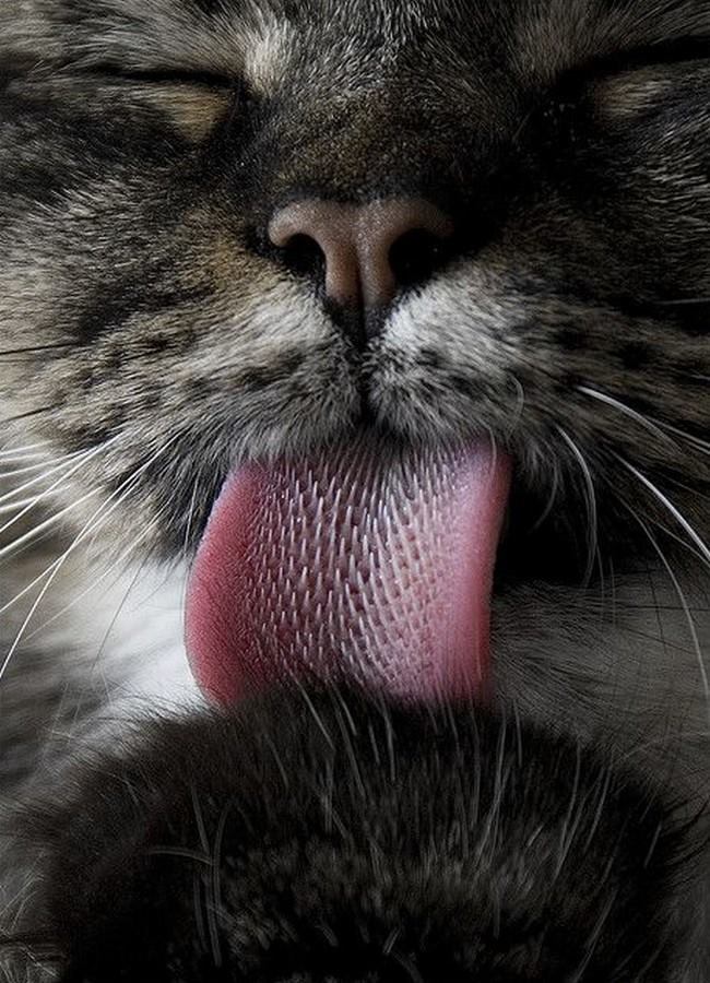 650x900, 114 Kb / кот, кошка, язык, полоски