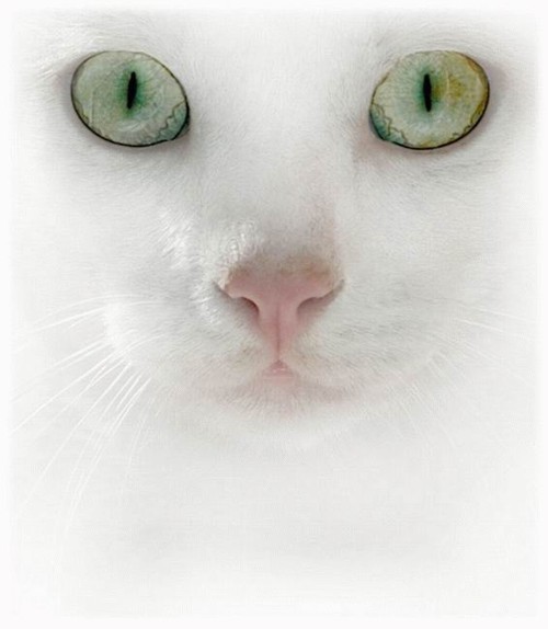 500x574, 39 Kb / кошка, белая, альбинос, глаза