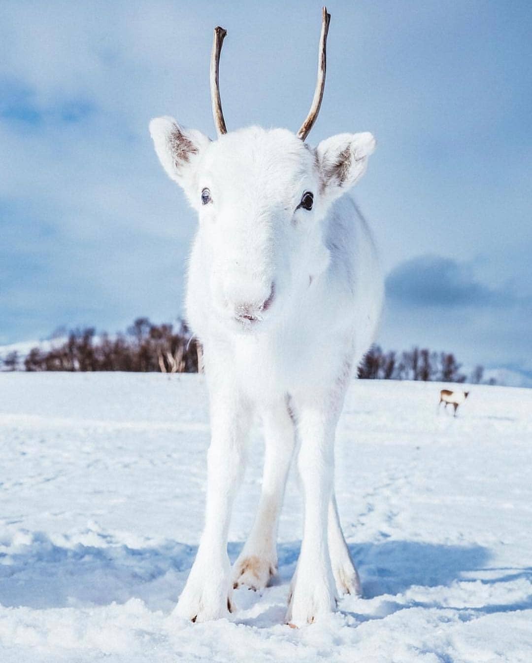 1080x1344, 102 Kb / олень, белый, снег