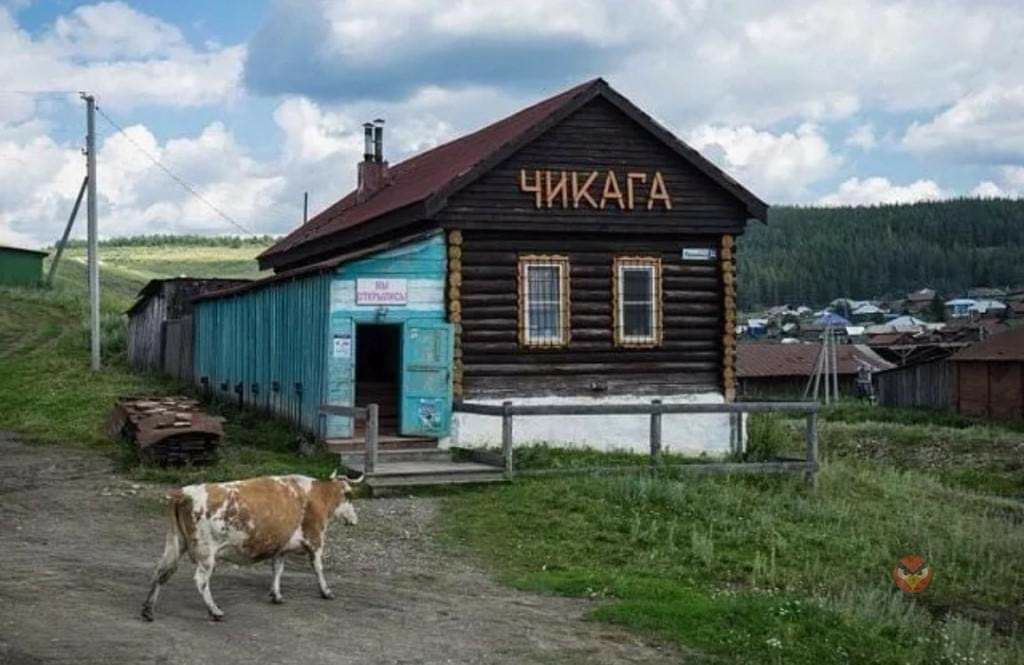 1024x665, 85 Kb / корова, чикага