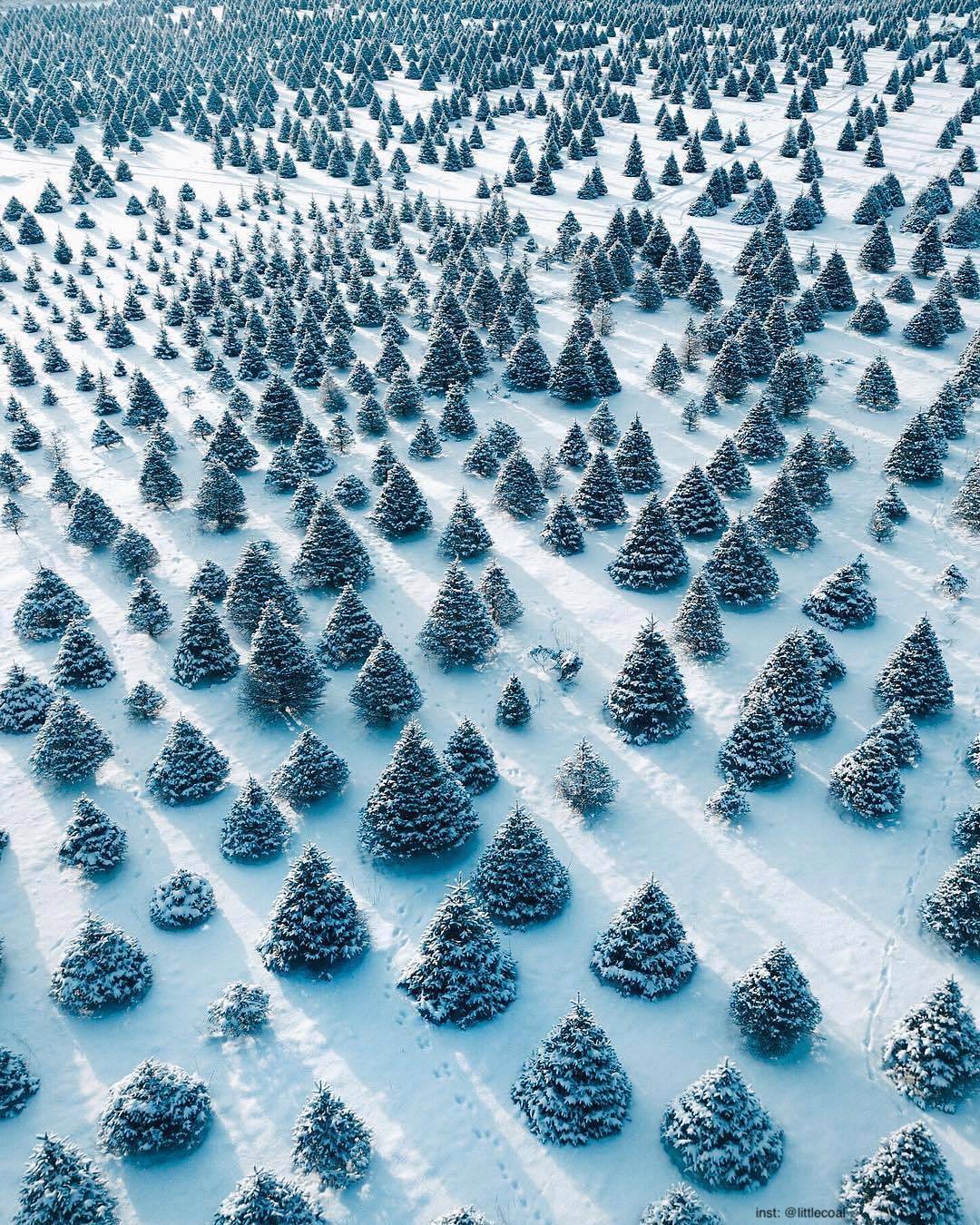 1080x1350, 430 Kb / пейзаж, снег, ель, дерево, треугольник, пирамида, следы