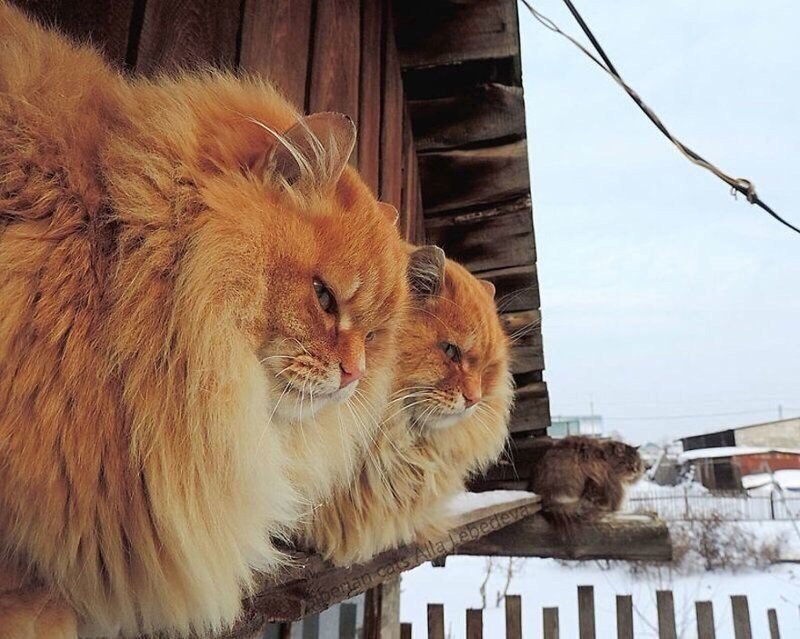 800x639, 108 Kb / коты, рыжие