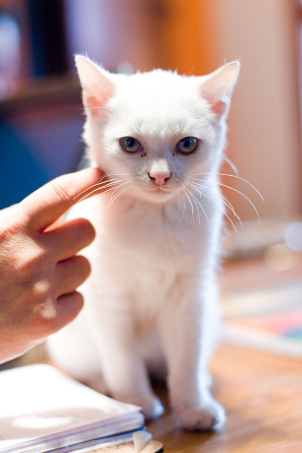 600x900, 75 Kb / кот, белый