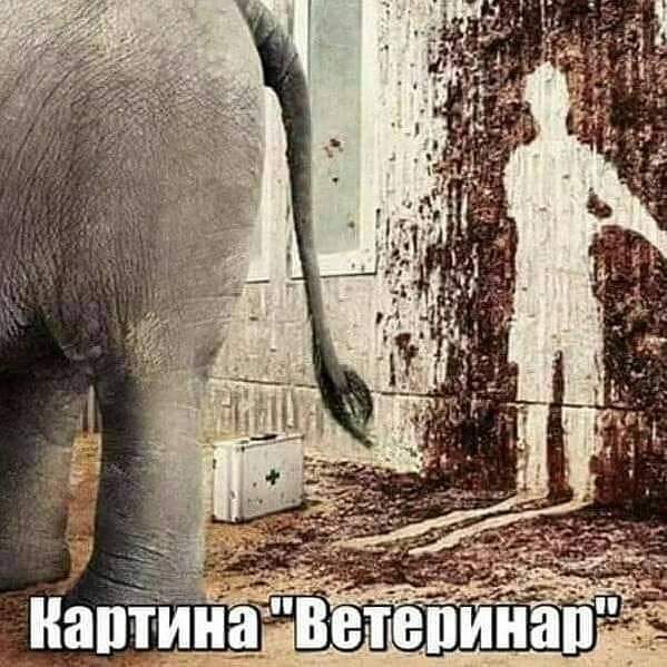 599x599, 61 Kb / слон, картина, ветеринар, след, говно, хвост, окно, аптечка, чемодан