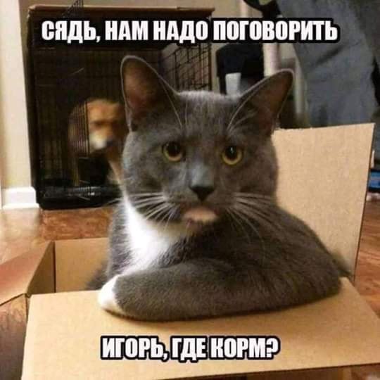 540x540, 37 Kb / Игорь, корм, кот