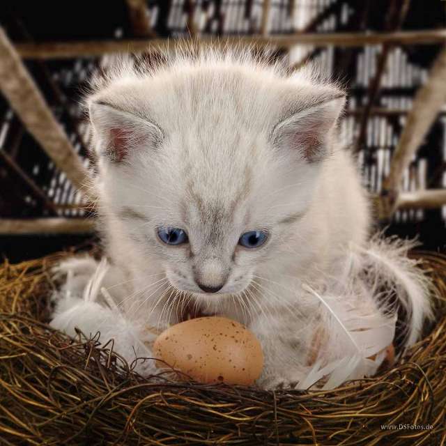 640x640, 49 Kb / кот, яйцо