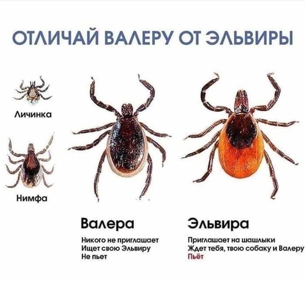 604x556, 85 Kb / клещ, Валера, Эльвира