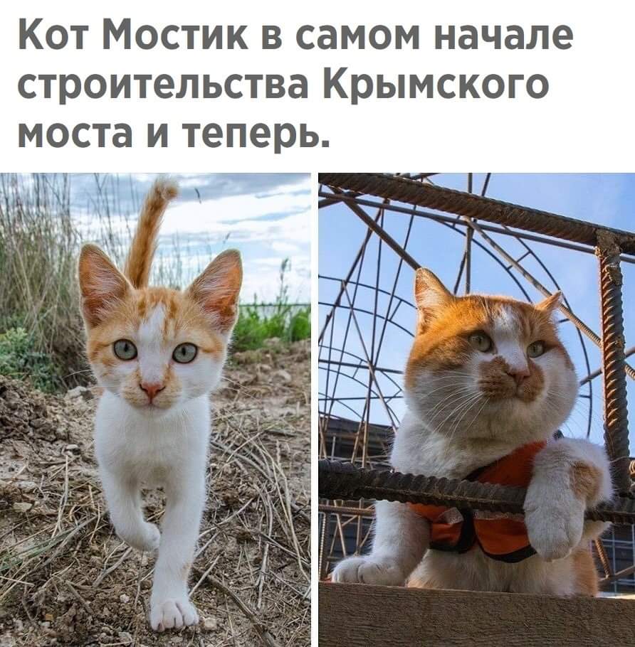 892x910, 110 Kb / Мостик, кот, крым