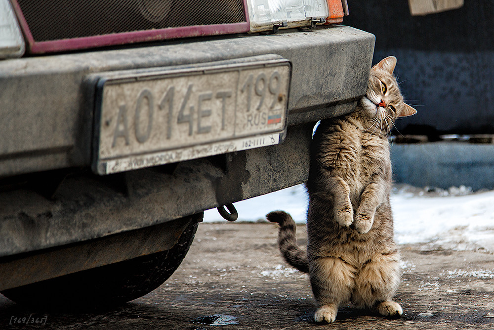 1000x667, 264 Kb / кот, грязь, москва