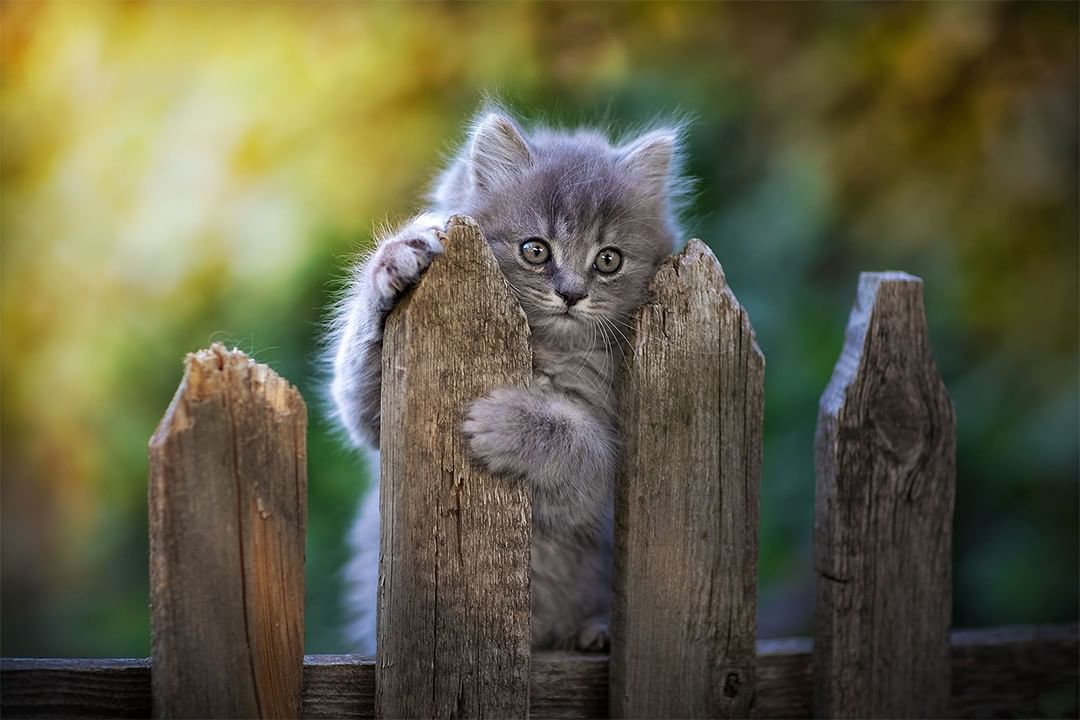 1080x720, 87 Kb / Котёнок, забор, частокол, серый, дымчатый