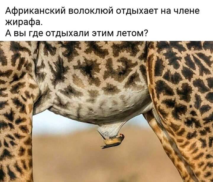 720x616, 102 Kb / волоклюй, жираф, отдых
