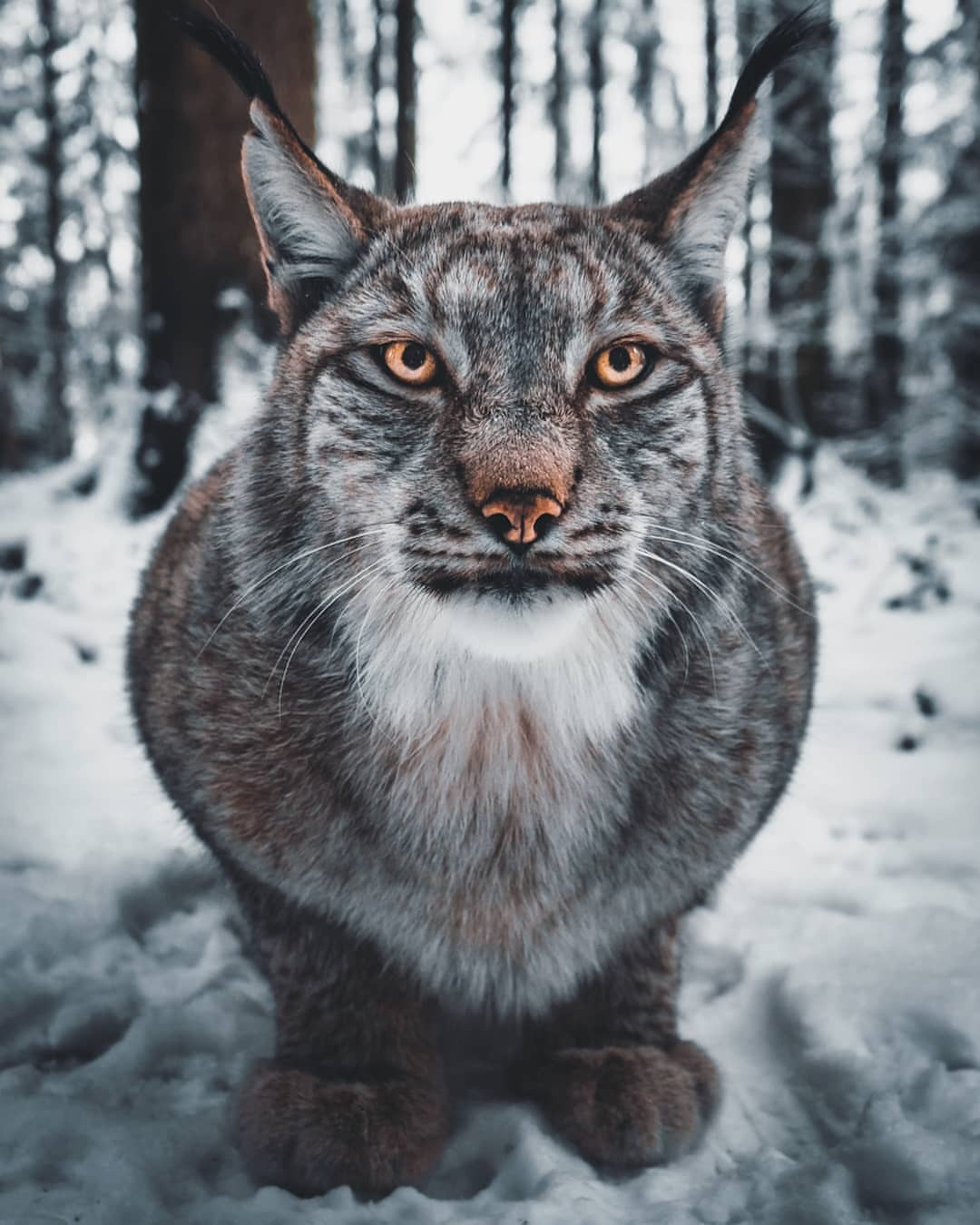 1080x1350, 158 Kb / рысь, снег, лес, глаза