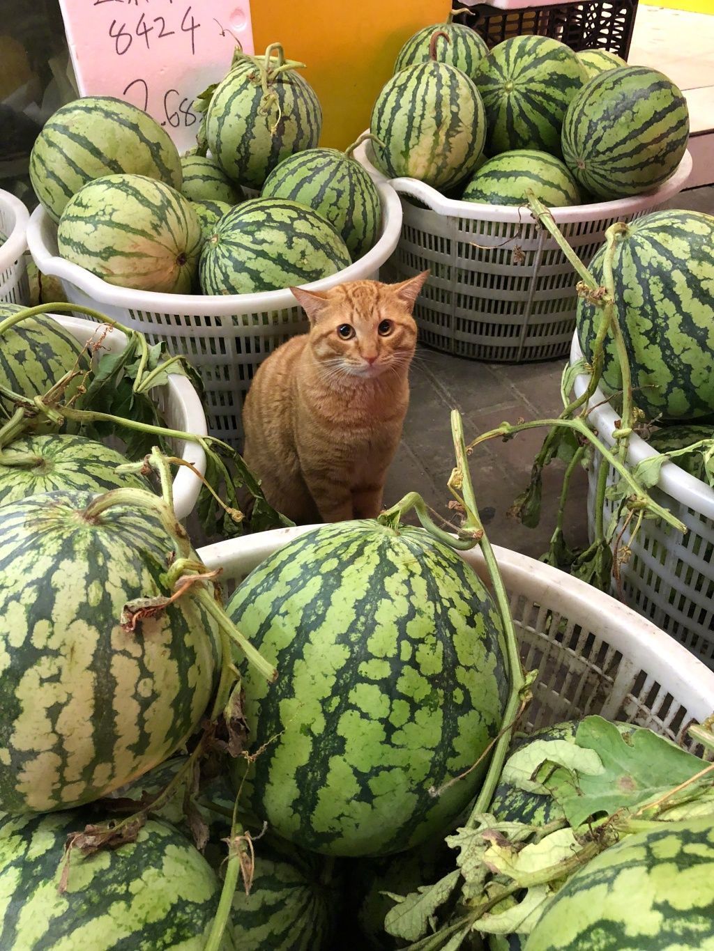 1024x1365, 307 Kb / кот, рыжий, грустный, арбузы, корзина, ценник, продавец, глаза, взгляд