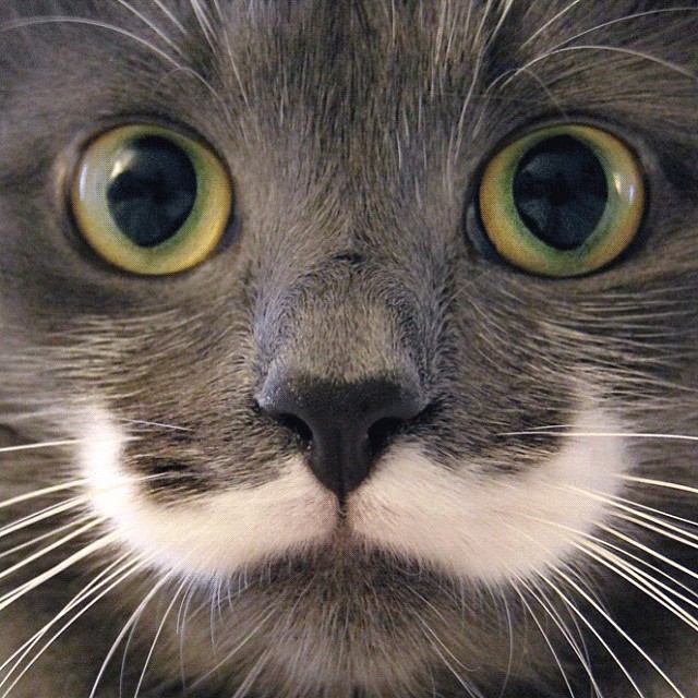 640x640, 136 Kb / кот, кошка, усы