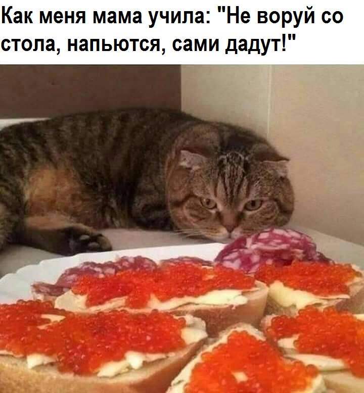 720x778, 54 Kb / кот, икра, колбаса, бутерброды, стол