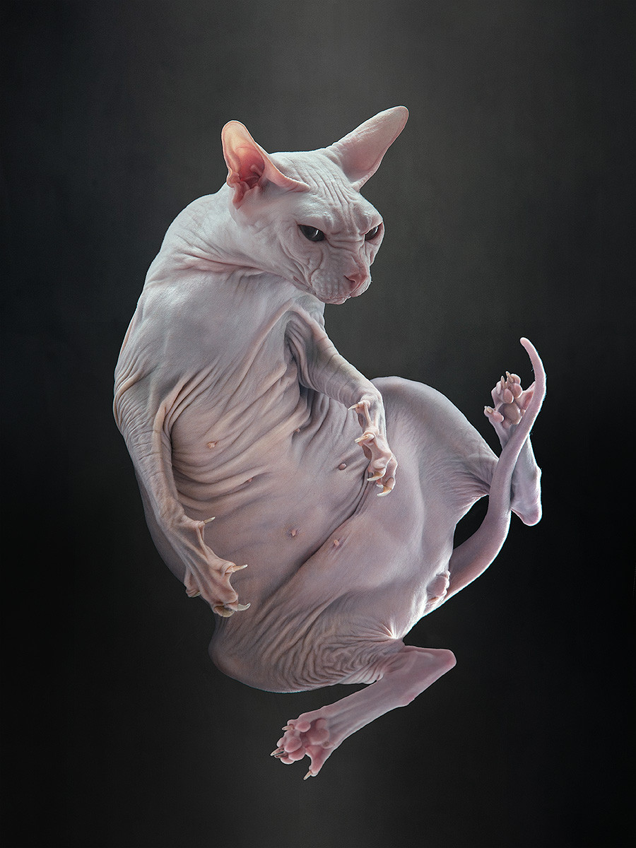900x1200, 209 Kb / кошка, лысая, сфинкс
