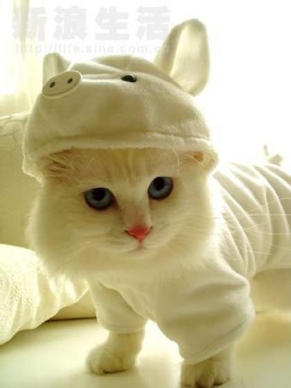 420x559, 24 Kb / кот, костюм